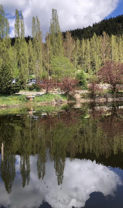 McLeese Lake